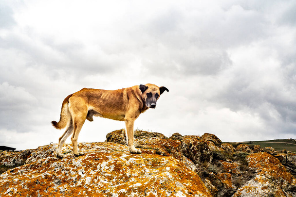 Červení toulaví psi na skalách. Osamělost. Touha, beznaděj, hlad, smutek - Fotografie, Obrázek