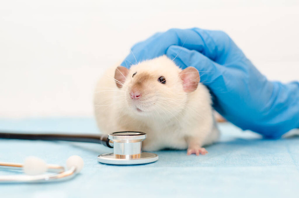Rata blanca dumbo siam en la cita con el médico veterinario con las manos en guantes azules. Examen de la rata, escuchar el corazón con un estetoscopio - Foto, Imagen