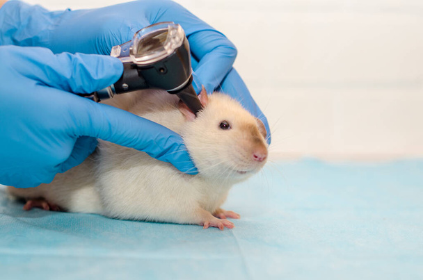 Weiße Ratten-Dumbo siam beim Tierarzttermin mit den Händen in blauen Handschuhen. Untersuchung der Ohren mit einem Otoskop. - Foto, Bild