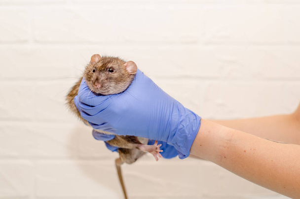 Gray rat at veterinarian doctor appointment with hands in blue gloves, examination of a rat health - Fotó, kép