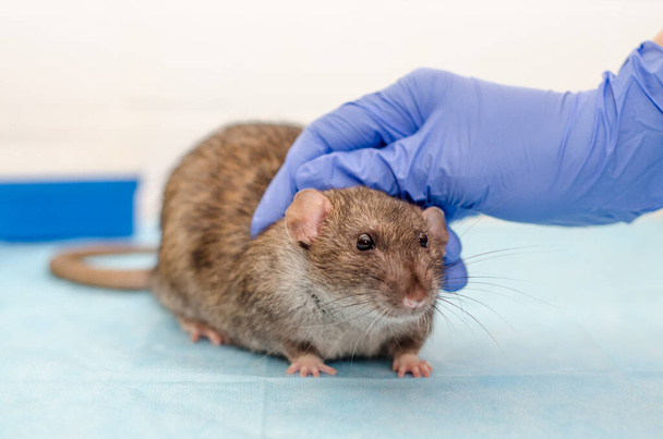 Rat gris au rendez-vous chez le médecin vétérinaire avec les mains en gants bleus, examen de la santé d'un rat - Photo, image