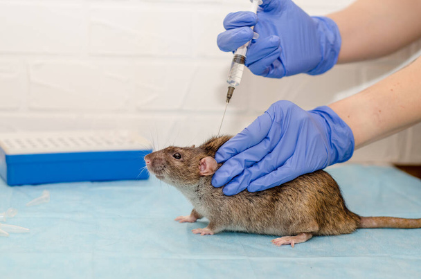 Rata gris en la cita con el médico veterinario con las manos en guantes azules. Examen de la rata, el médico inyecta una rata - Foto, Imagen