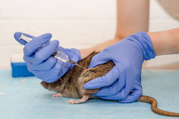 青い手袋で手で獣医師の任命で灰色のラット.ネズミの検査、医者はネズミを注射する - 写真・画像