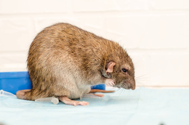 Graue Ratte beim Tierarzttermin mit Reagenzglas. Untersuchung von Ratte, Untersuchung von Ohren und Blut - Foto, Bild