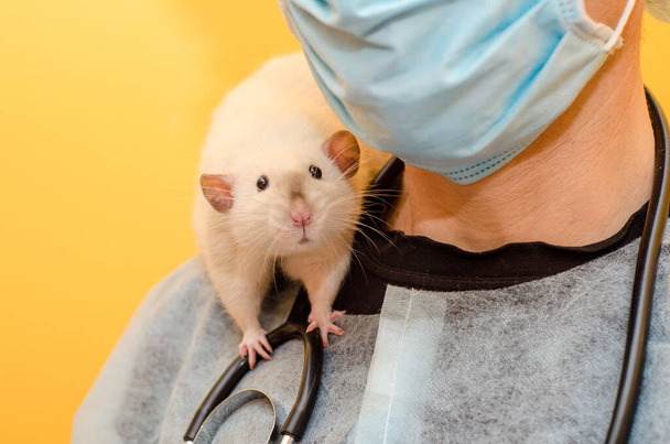 Médico varón, veterinario, está de pie con una rata blanca dumbo siam en un traje de protección, máscara, gafas y con un estetoscopio sobre un fondo amarillo, con un copyspace - Foto, Imagen