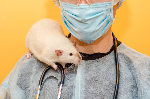 Muž lékař, veterinární lékař, stojí s bílým krysí dumbo siam v ochranném obleku, maska, brýle a se stetoskopem na žlutém pozadí, s kopírovacím prostorem - Fotografie, Obrázek