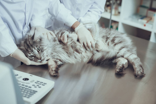 The cat lies on the table in veterinary clinic. - Valokuva, kuva