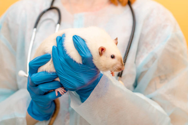 Veterinaria doctora, soportes con siam de rata blanca en traje protector, guantes azules, estetoscopio sobre fondo amarillo - Foto, Imagen