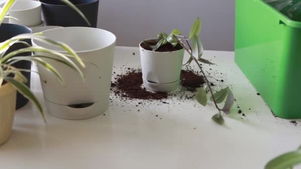 Péče o domácí rostliny - Záběry, video