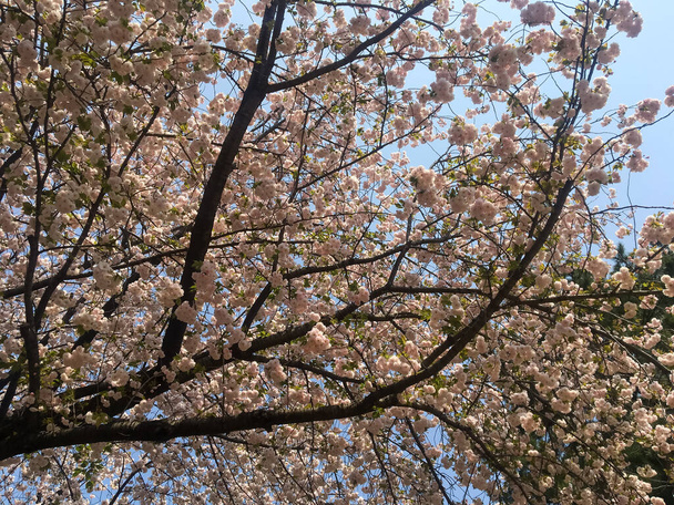 TOKYO, JAPAN - APRIL 3, 2018: Beautiful sakura flowers in spring time over blue sky in the Japan park. Big flowers hanging from tree branches. - Foto, immagini