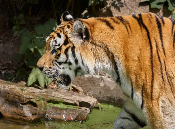 Nahaufnahme des Kopfes eines indisch-chinesischen Tigers - Foto, Bild