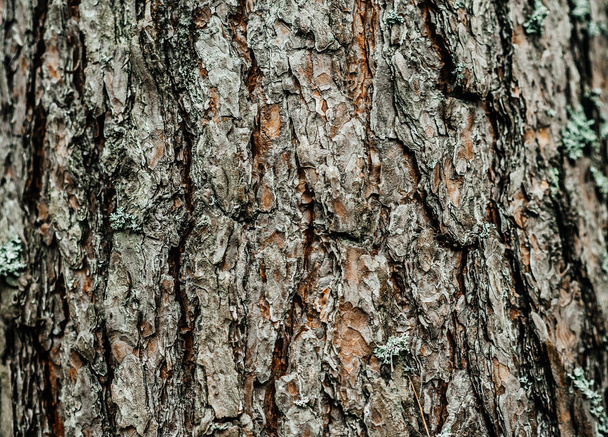 grande écorce de pin grande mousse tronc d'arbre brun - Photo, image