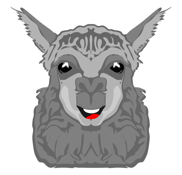 crazy face of gray llama - Fotografie, Obrázek
