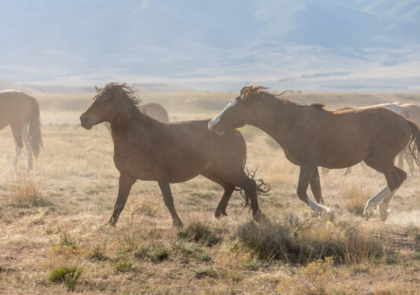 párek divokých koňských hřebců běžících v poušti Utah - Fotografie, Obrázek