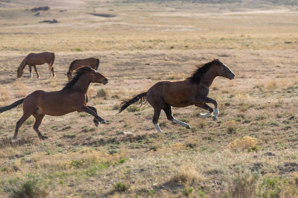 a pair of wild horse stallions running in the Utah desert - Photo, Image