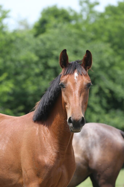 若い美しい馬のカメラのポーズ。夏のサンゴの純血種の若い馬の肖像画。田舎の自然を背景にした若い国内馬の閉鎖 - 写真・画像