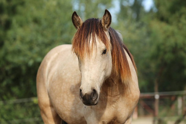 Молодая красивая лошадь позирует перед камерой. Портрет чистокровной молодой лошади в летнем загоне. Крупный план молодой домашней лошади на естественном фоне на природе сельской местности - Фото, изображение