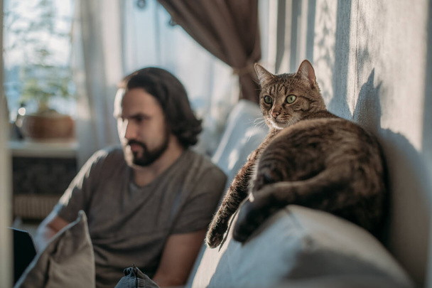 猫はソファに寝そべっていて、男はノートパソコンで働いている。若い隔離された男が家で働いていて、赤い猫が近くに横たわっています。リモートワーク、自宅からの仕事. - 写真・画像
