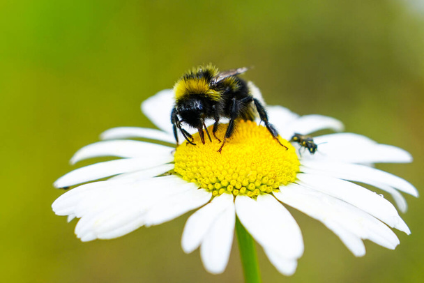 μέλισσα ρουφάει λουλούδι νέκταρ από μαργαρίτες - Φωτογραφία, εικόνα