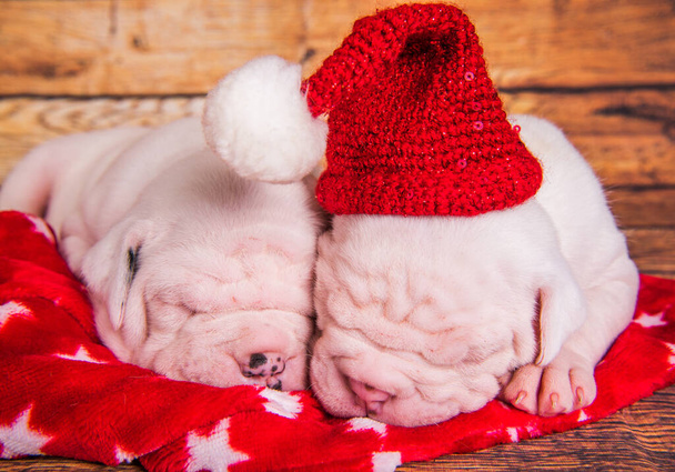 Két vicces amerikai bulldog kiskutya, Mikulás sapkás kutyák alszanak. Karácsonyi vagy újévi háttér - Fotó, kép