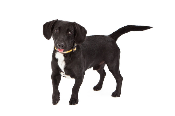 милий маленький чорний собака - Фото, зображення