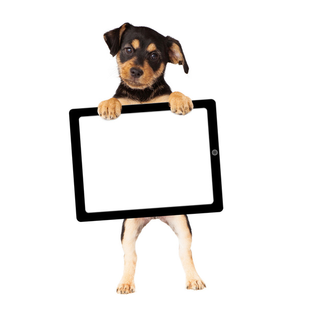 Computer tablet per cuccioli
 - Foto, immagini