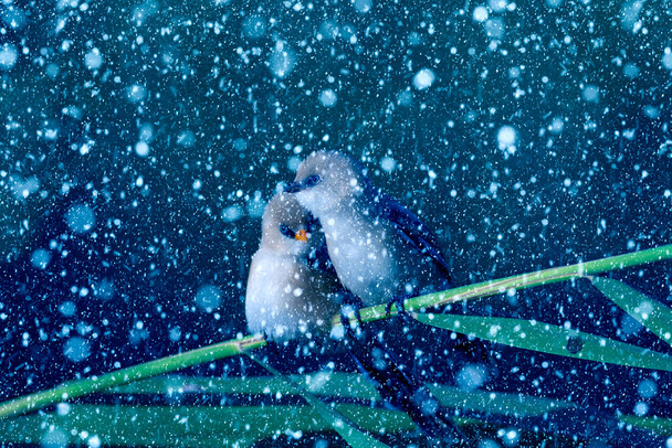Winter season and birds. Falling snow. Blue nature background. Bird: Bearded Reedling. - Photo, Image