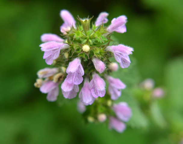 V létě, ballota nigra kvete ve volné přírodě - Fotografie, Obrázek