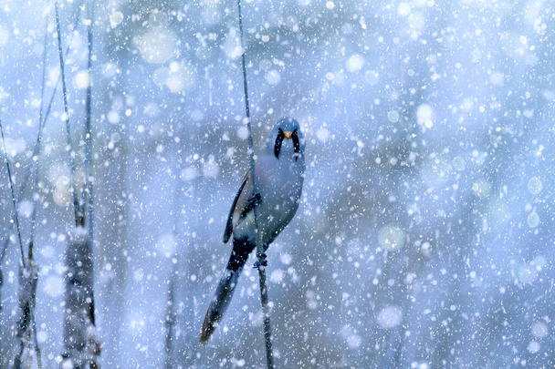 Winter season and birds. Falling snow. Blue nature background. Bird: Bearded Reedling. - Photo, Image