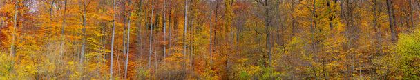 Extra wide autumn forest panorama with pleasant warm colors - Photo, Image
