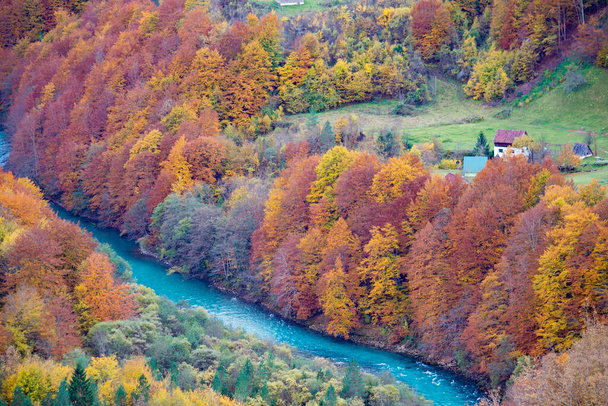 Karadağ 'ın Durdevica Tara Köprüsü' nden sarı ağaçlar ve Piva nehrinin güzel sonbahar manzarası - Fotoğraf, Görsel