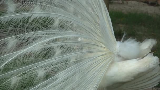 Valkoinen peafowl pavo cristatus käännä kehoa ja ravista kehoa. - Materiaali, video