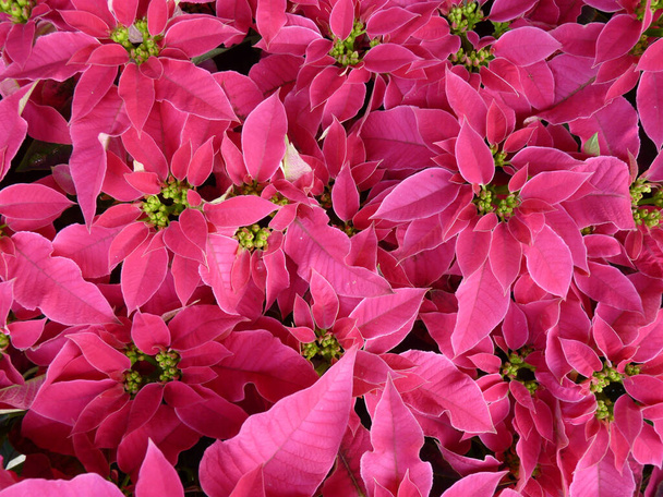 A closeup shot of common PoinsettiaX'mas Flower  - Foto, imagen