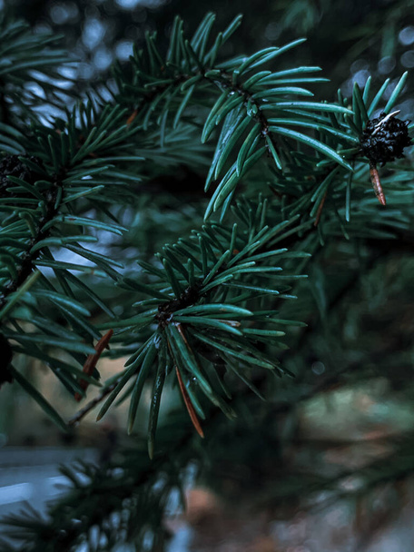 A vertical selective focus shot of spruce needles - Фото, изображение