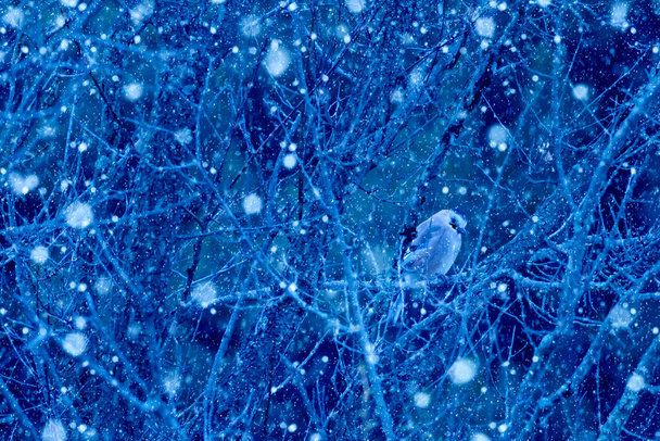 Winterseizoen en vogels. Vallende sneeuw. Blauwe natuur achtergrond.  - Foto, afbeelding