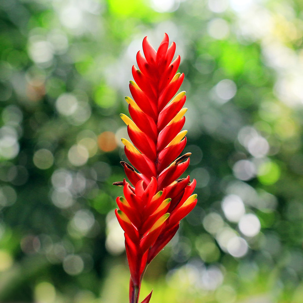 bromeliad or vriesea splendens - Photo, Image