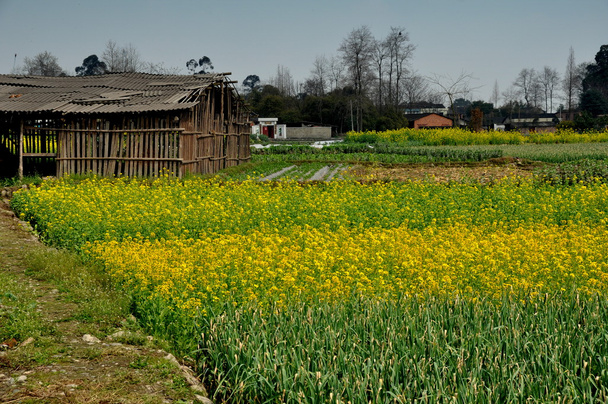pengzhou, Çin: ahır ve sarımsak ve Kolza çiçekleri alanları - Fotoğraf, Görsel