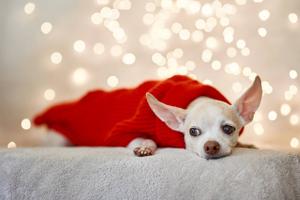 Szczęśliwego Nowego Roku, Bożego Narodzenia, szczeniaczku Chihuahua. wakacje i świętowanie - Zdjęcie, obraz