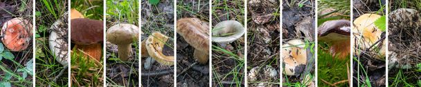 Wild Comestible Mushrooms Collage. Colección de fotos de caza de setas, Russula Vesca rosa en la hierba del bosque, Russula Lepida Reuniendo Foto Mix - Foto, Imagen