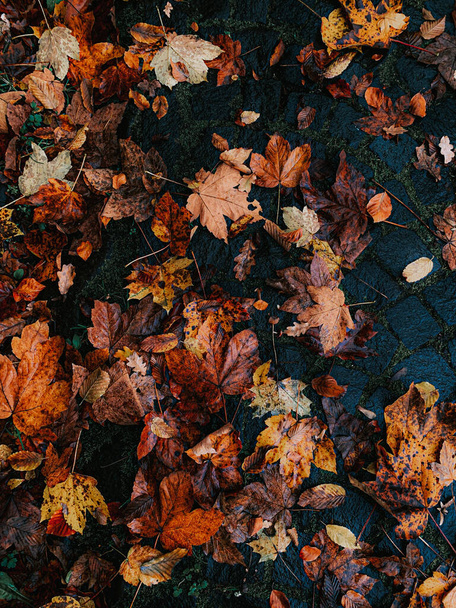 A top view shot of Autumn leaves on a ground pavement - Fotografie, Obrázek
