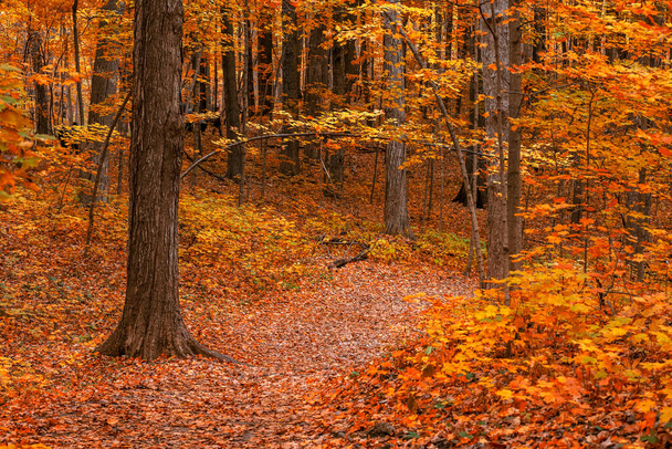Bright autumn trees in the forest by the trail - Foto, immagini