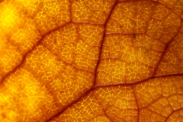 Primer plano de detalles de hojas de otoño con iluminación retroiluminada - Foto, Imagen