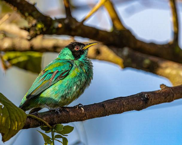 A colorful bird perched on a tree branch on a sunny day - Photo, Image