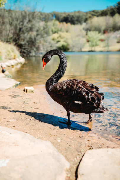 A vertical closeup shot of a black swan by the lake - Foto, imagen