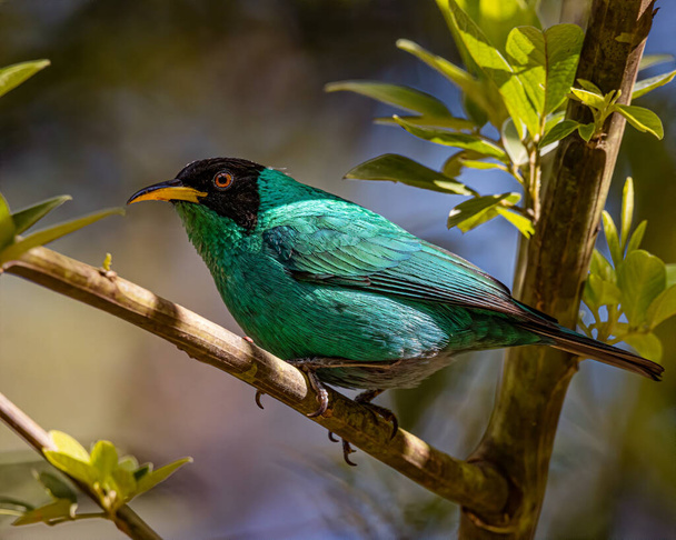 A colorful bird perched on a tree branch on a sunny day - Photo, Image
