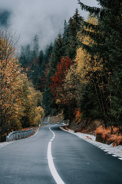 A vertical shot of a road and colorful trees in an autumn forest - Фото, изображение