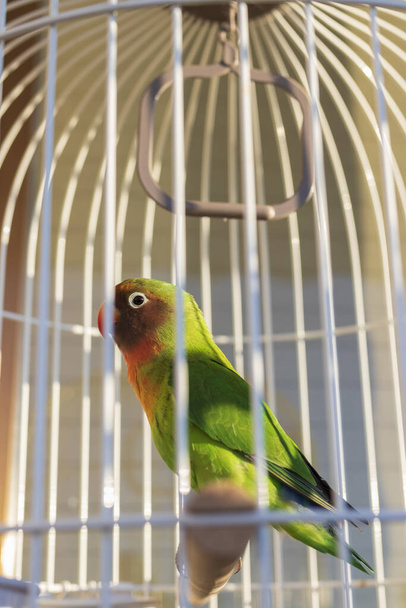 A closeup of a beautiful colorful parrot sitting in his cage with direct sunlight on the cage - Фото, изображение