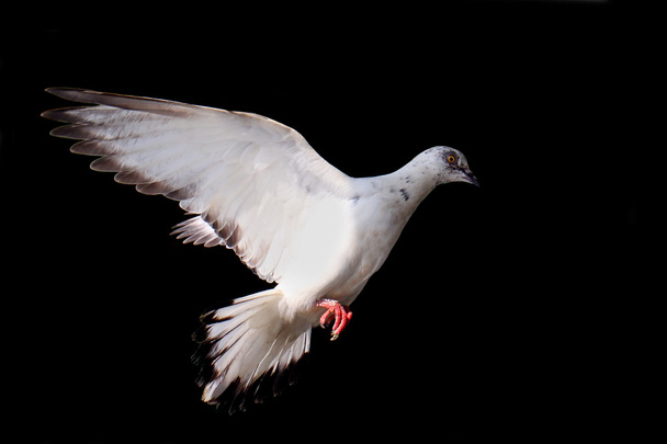 latające gołębie na czarnym tle - Zdjęcie, obraz