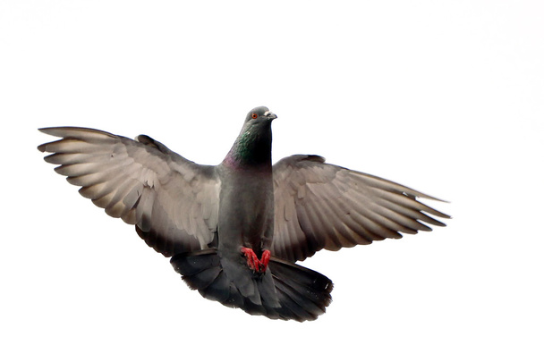 uçan güvercin beyaz izole - Fotoğraf, Görsel