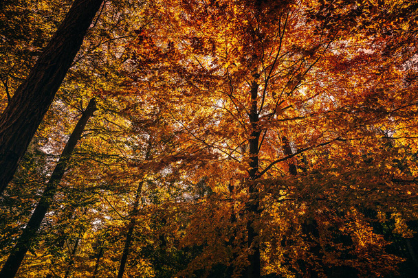 Montseny βαθύ δάσος πολύχρωμο φθινόπωρο στην Καταλονία, Ισπανία. - Φωτογραφία, εικόνα